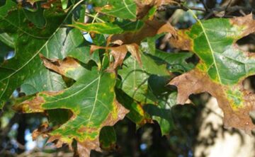 Example of Oak Wilt Damage