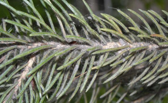 2025 Spruce Health Alert | Rainbow Treecare