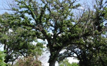 Example of Two-Lined Chestnut Borer Damage