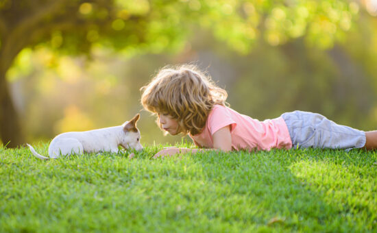 Lawn Care