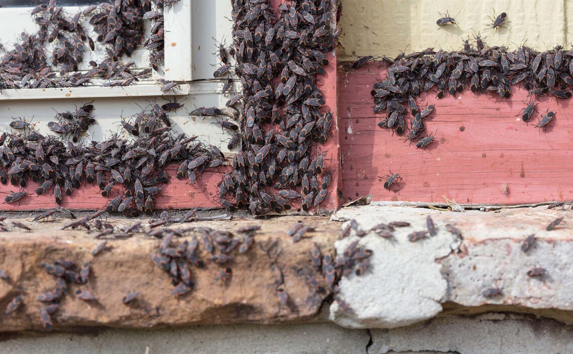 A lot of boxelder bugs on the side of a house