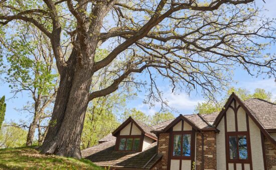 Treecare