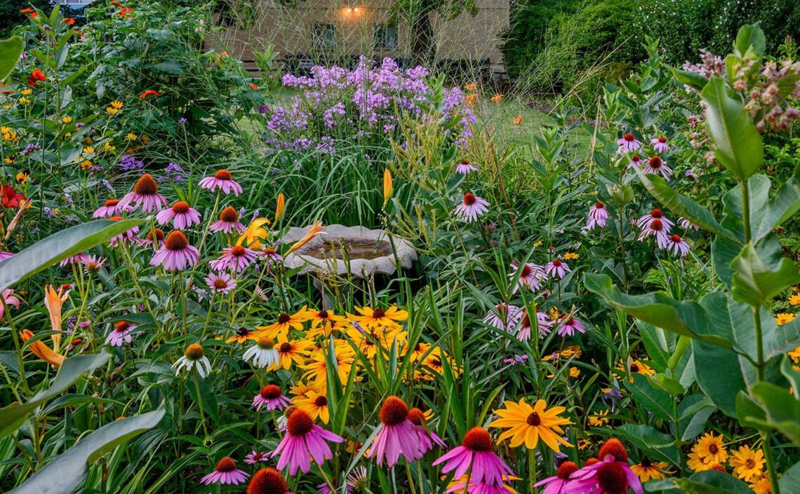 Wildflowers in a garden