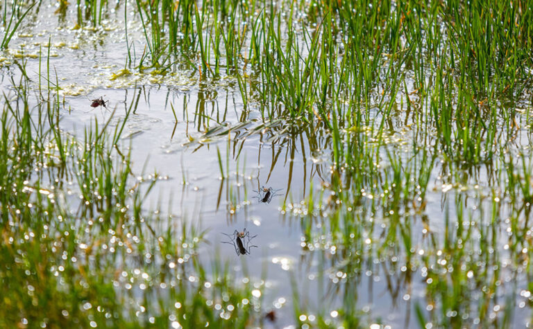 Mosquitoes in Water