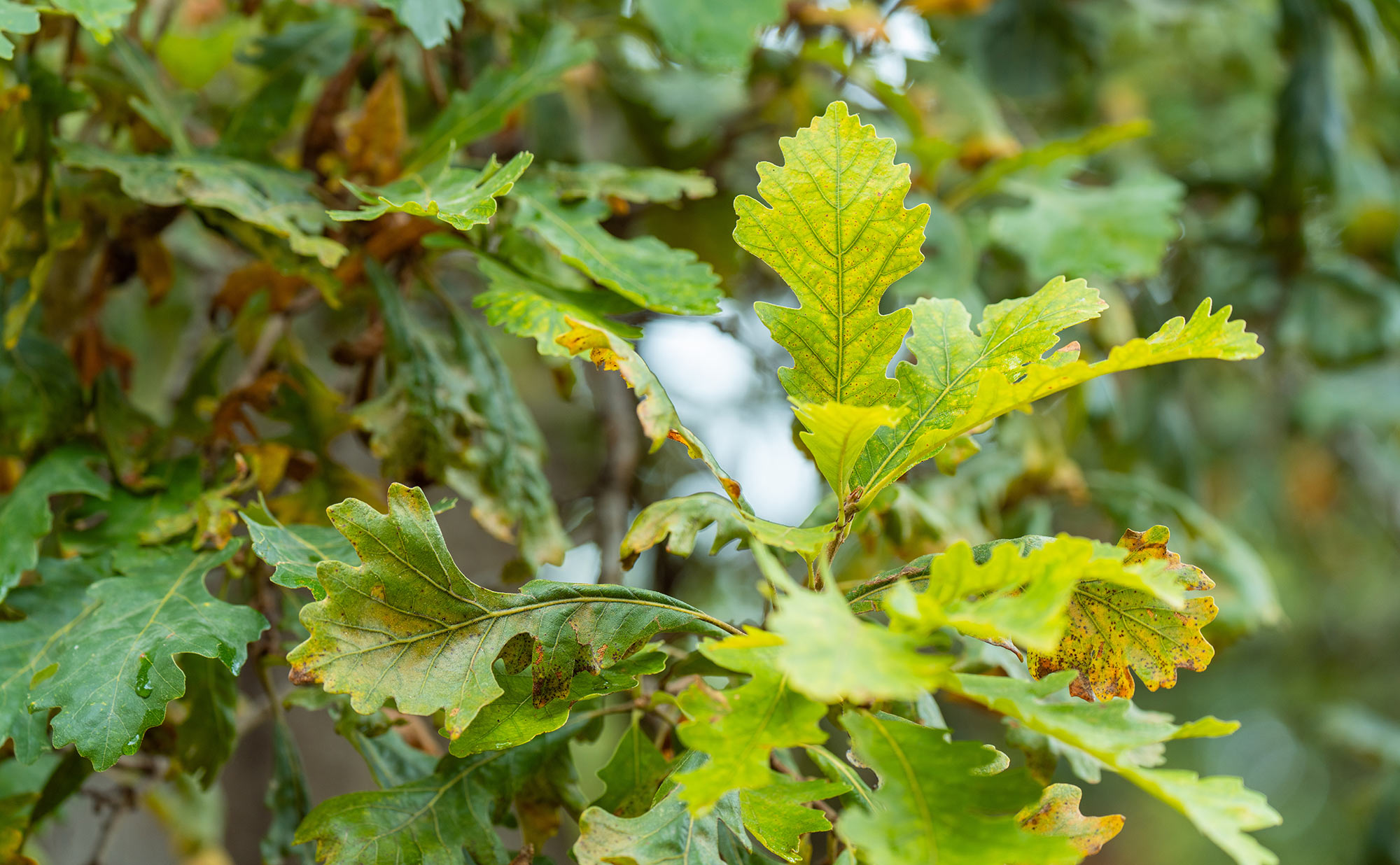 What Is Chlorosis?