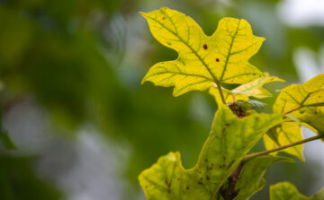 Chlorosis in Trees: Why Leaves Turn Yellow in Summer and How to Help
