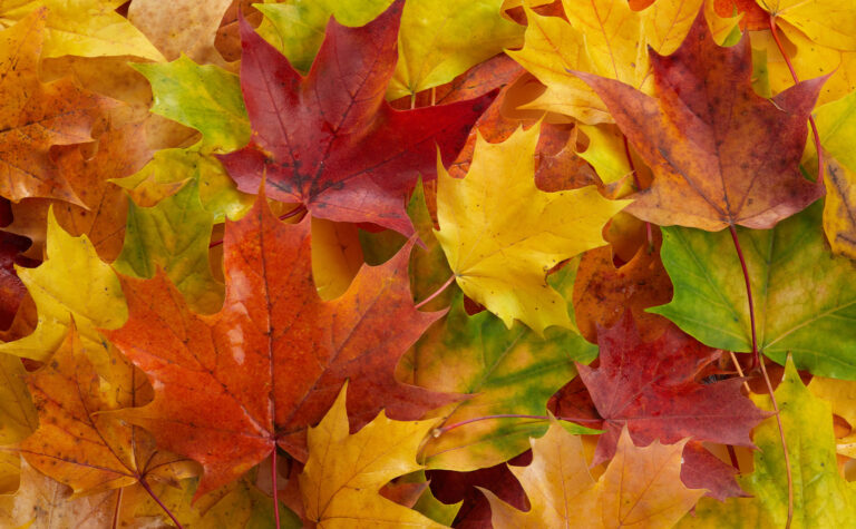 Close-up of fall foliage