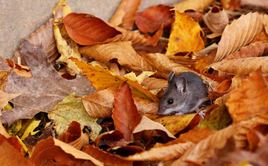 A mouse in fall leaves