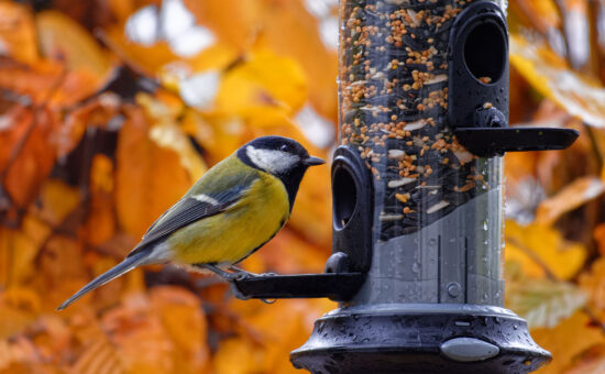 A bird at a bird feeder in the fall