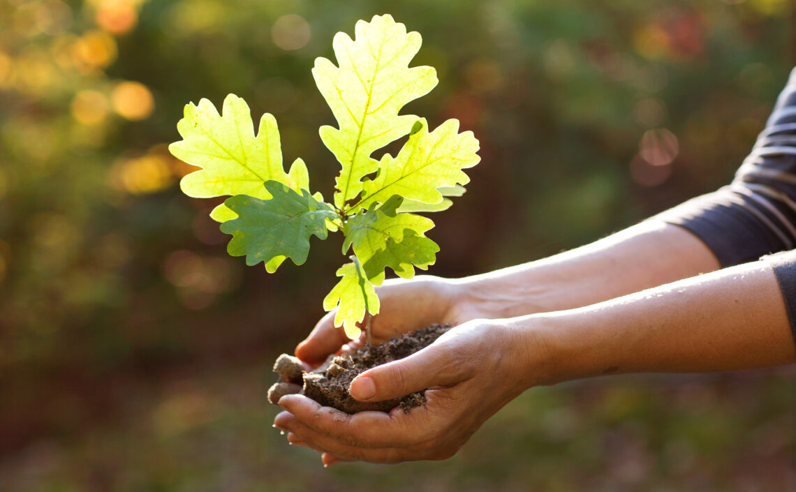 A young oak tree