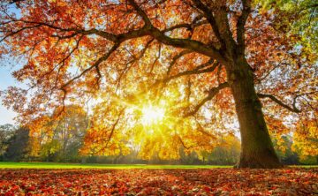 A majestic oak tree in the fall with the sun shining through