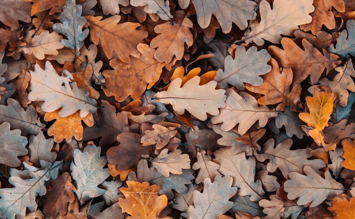 Fall oak tree leaves in various colors