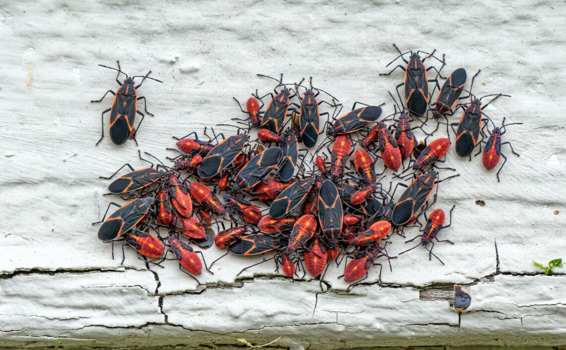 Boxelder bugs