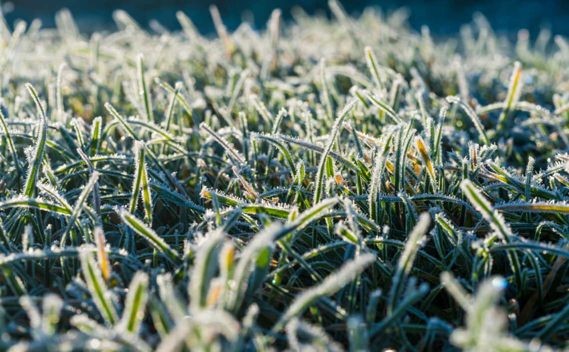 A frozen lawn