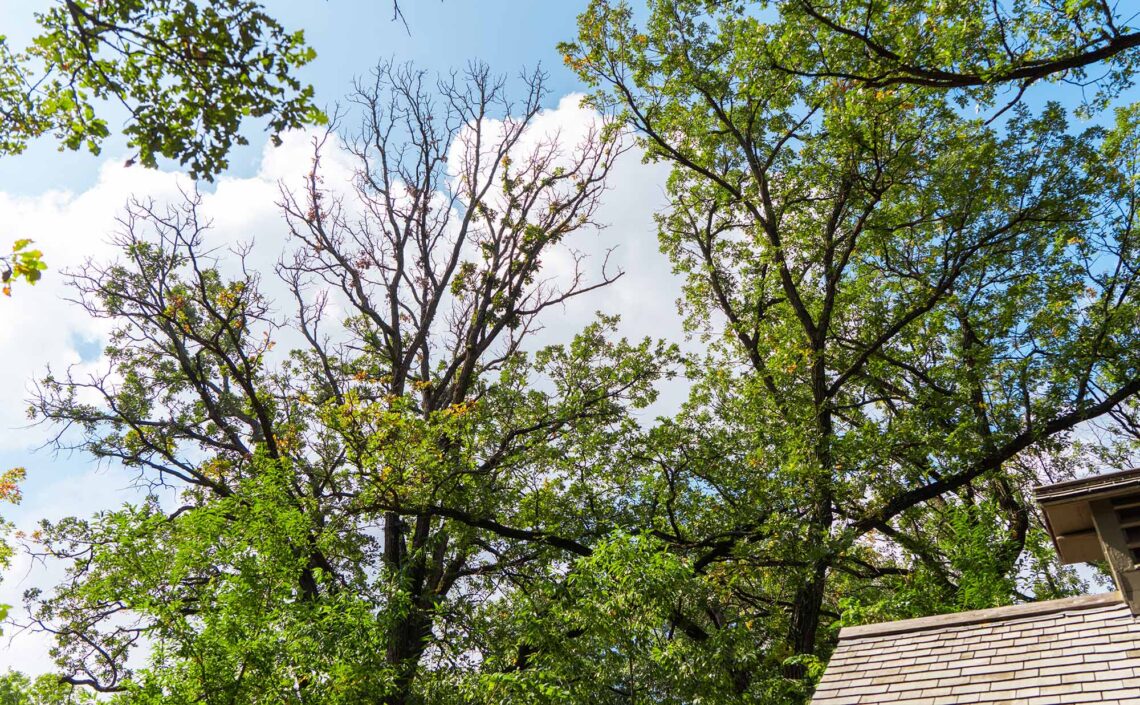 Declining tree canopy