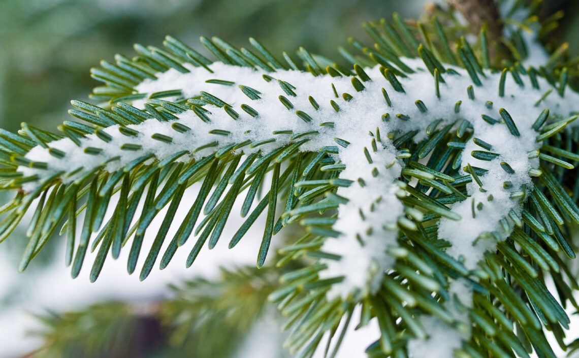 Snow on an evergreen leaf