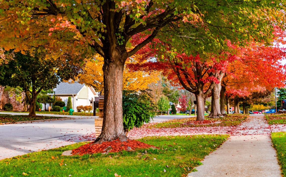 Fall colors lining the streets