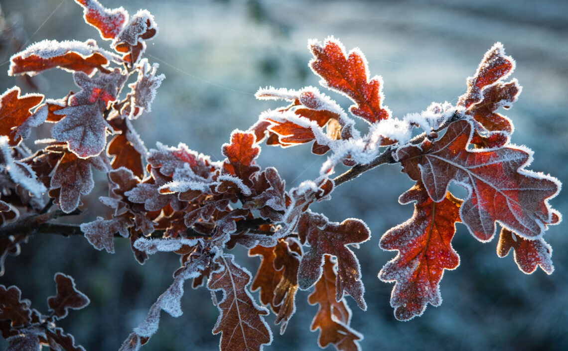 leaves frozen on the branches