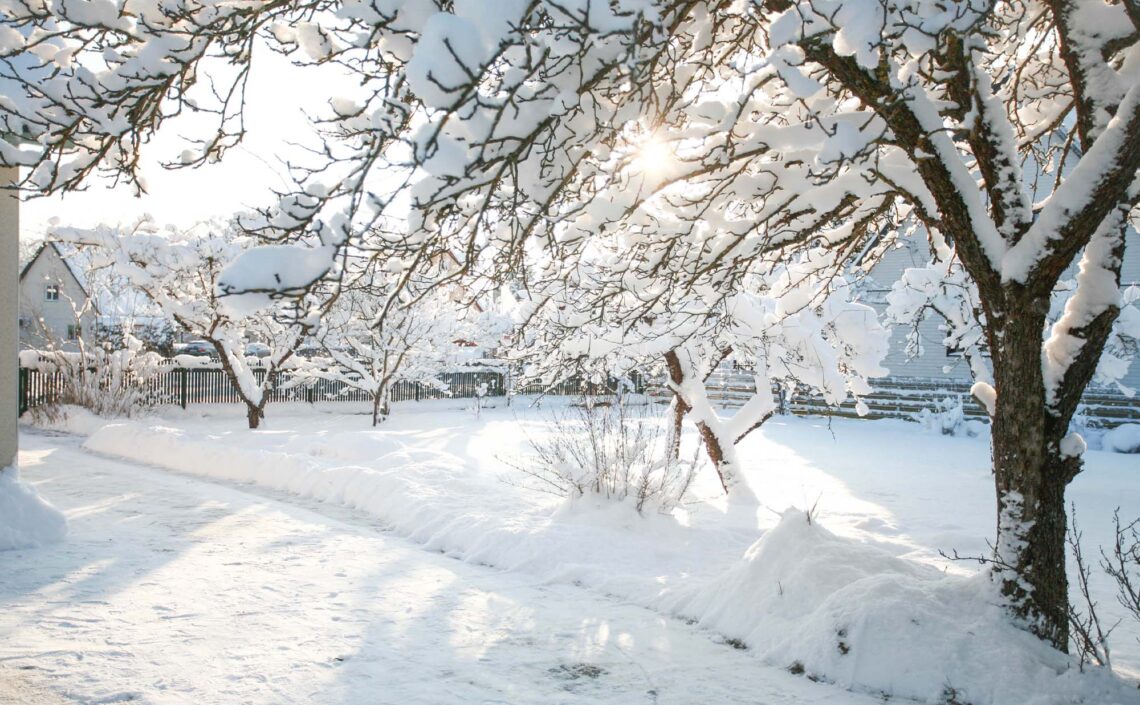 Trees: Silent Strength in the Cold