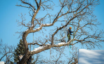 Understanding the Real Cost of Tree Services in Minnesota