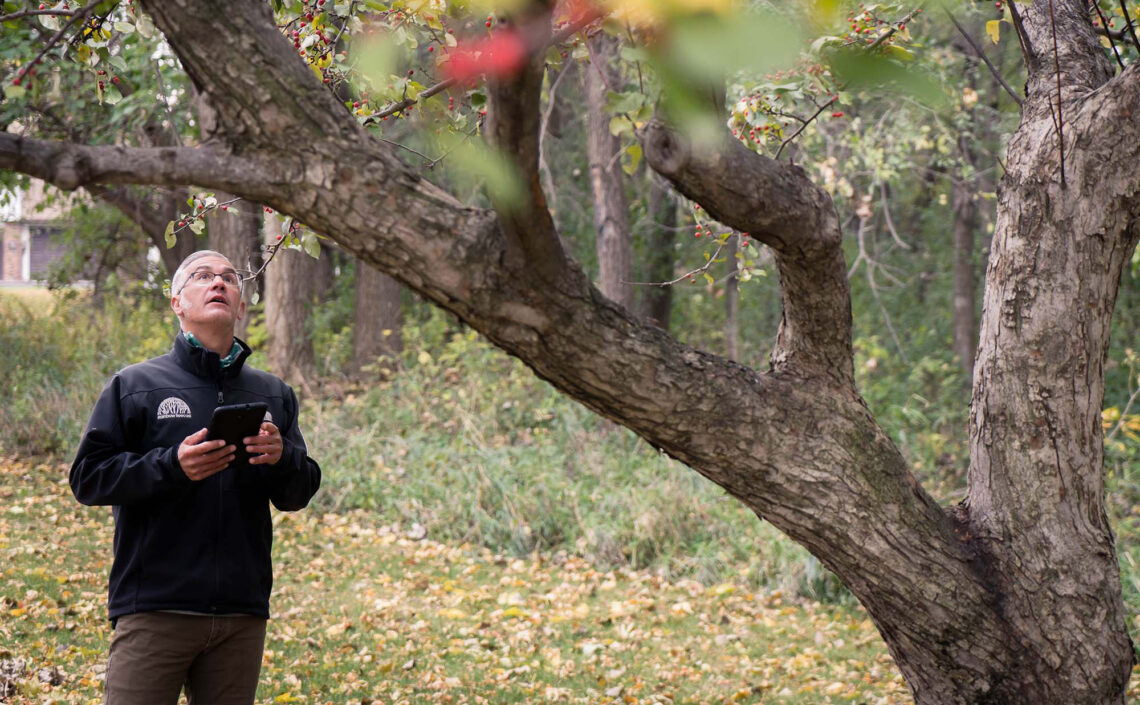 Understanding the Real Cost of Tree Services in Minnesota