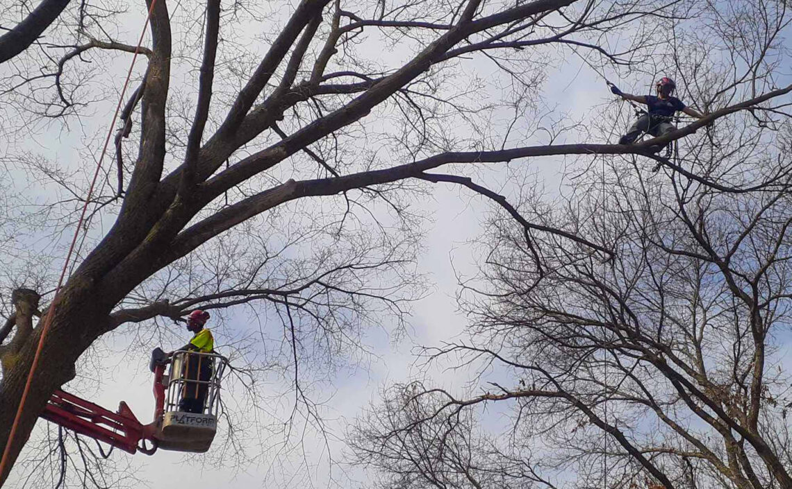 Understanding the Real Cost of Tree Services in Minnesota