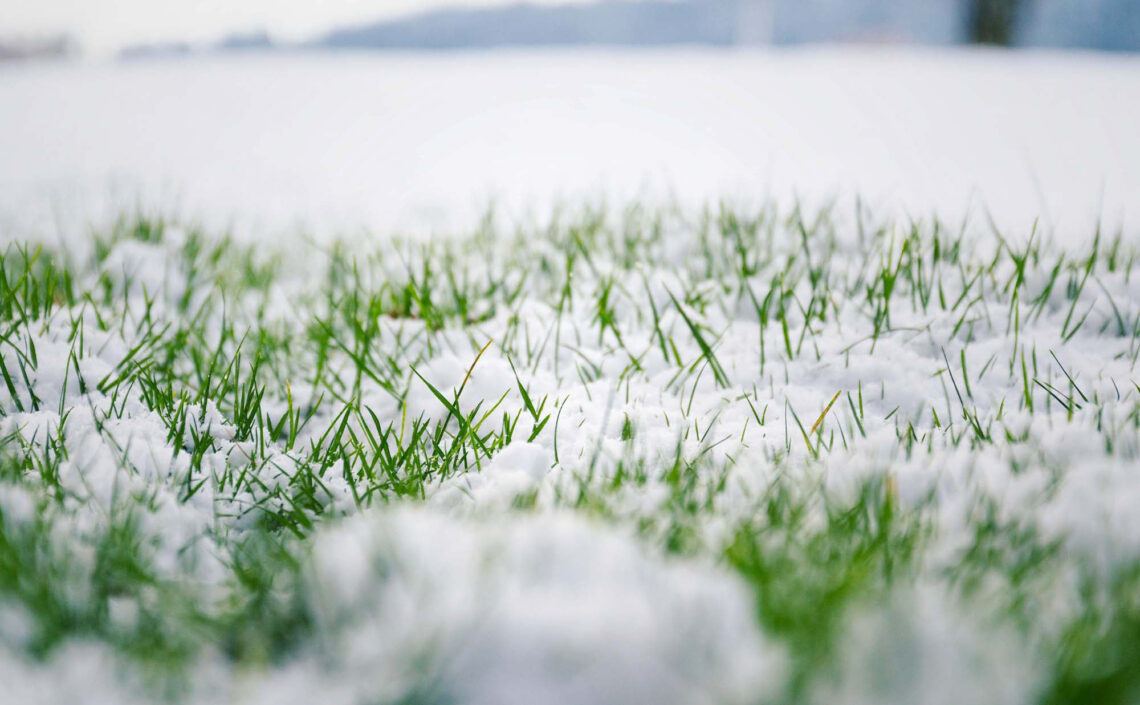 Lawns: Beneath the Snow, Life Waits