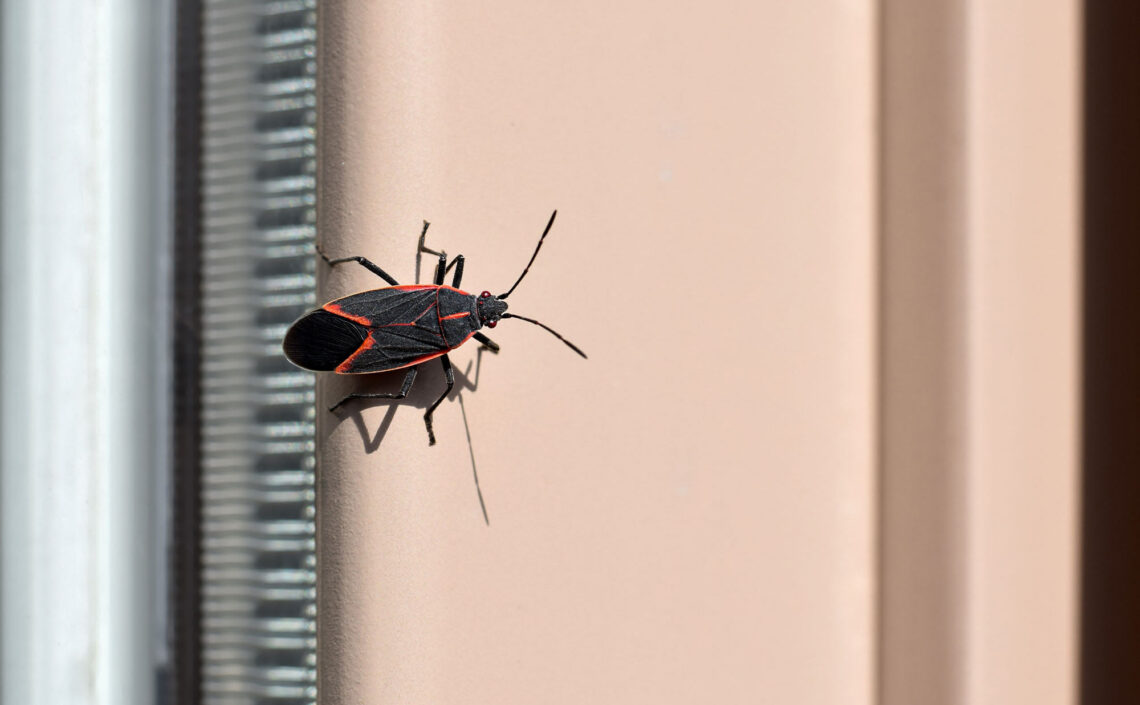 Insects and Pests: Hidden, But Not Gone