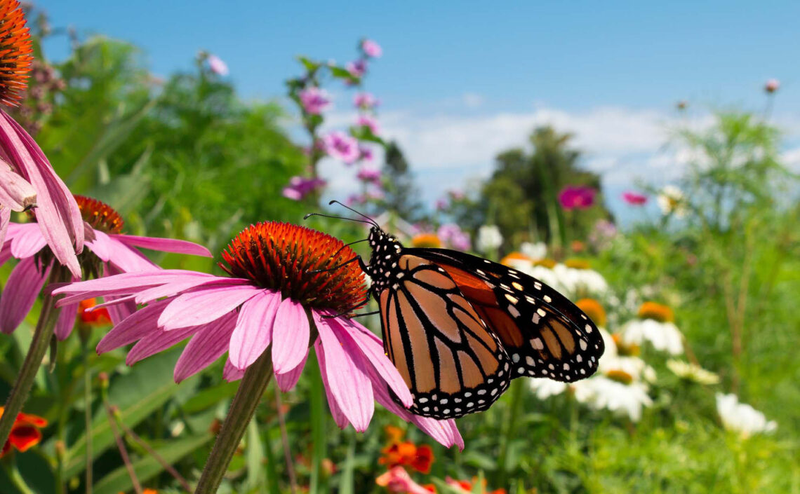 Why We Do What We Do