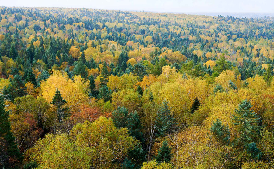 Why Tree Diversity Matters in the Twin Cities