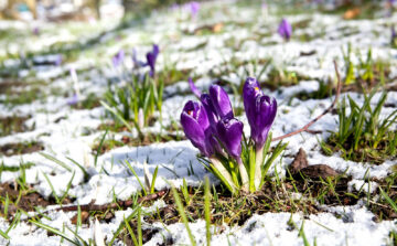 The Complete Guide to Spring Home Preparation in MN: A Multi-Service Checklist