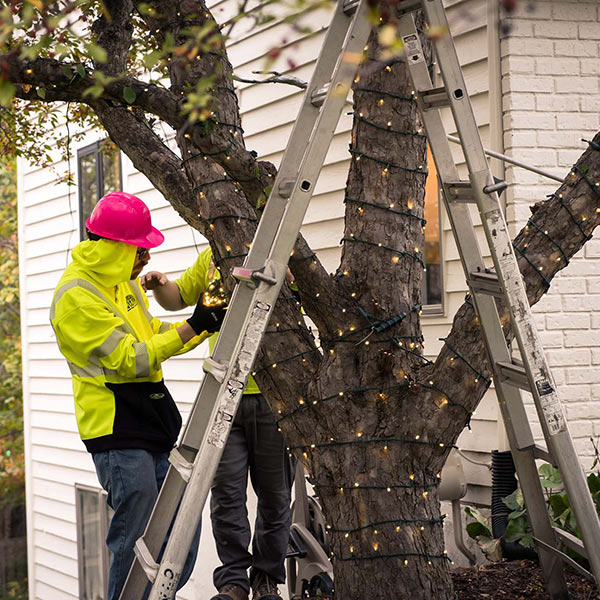 Rainbow Holiday Design