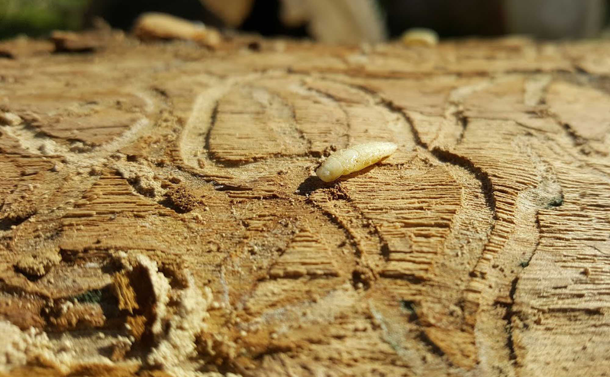 What Is EAB and Why Is It So Relentless?