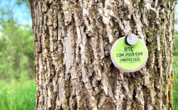 EAB Treatment Fatigue: Why You Can’t Afford to Stop Protecting Your Ash Trees