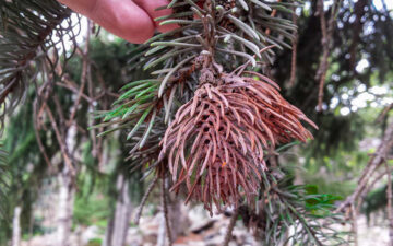 browning needles