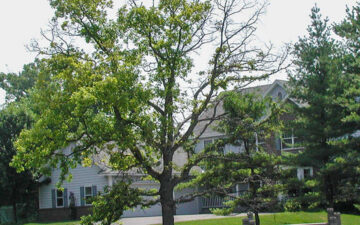 declining branches