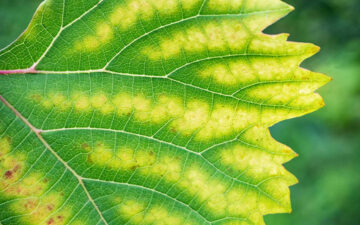 discolored leaves