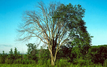 dutch elm disease