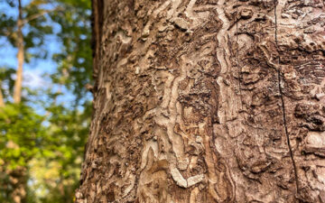emerald ash borer