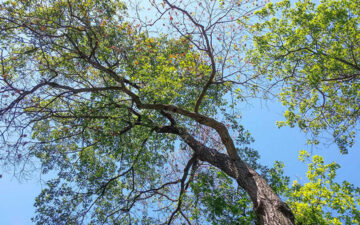 oak wilt
