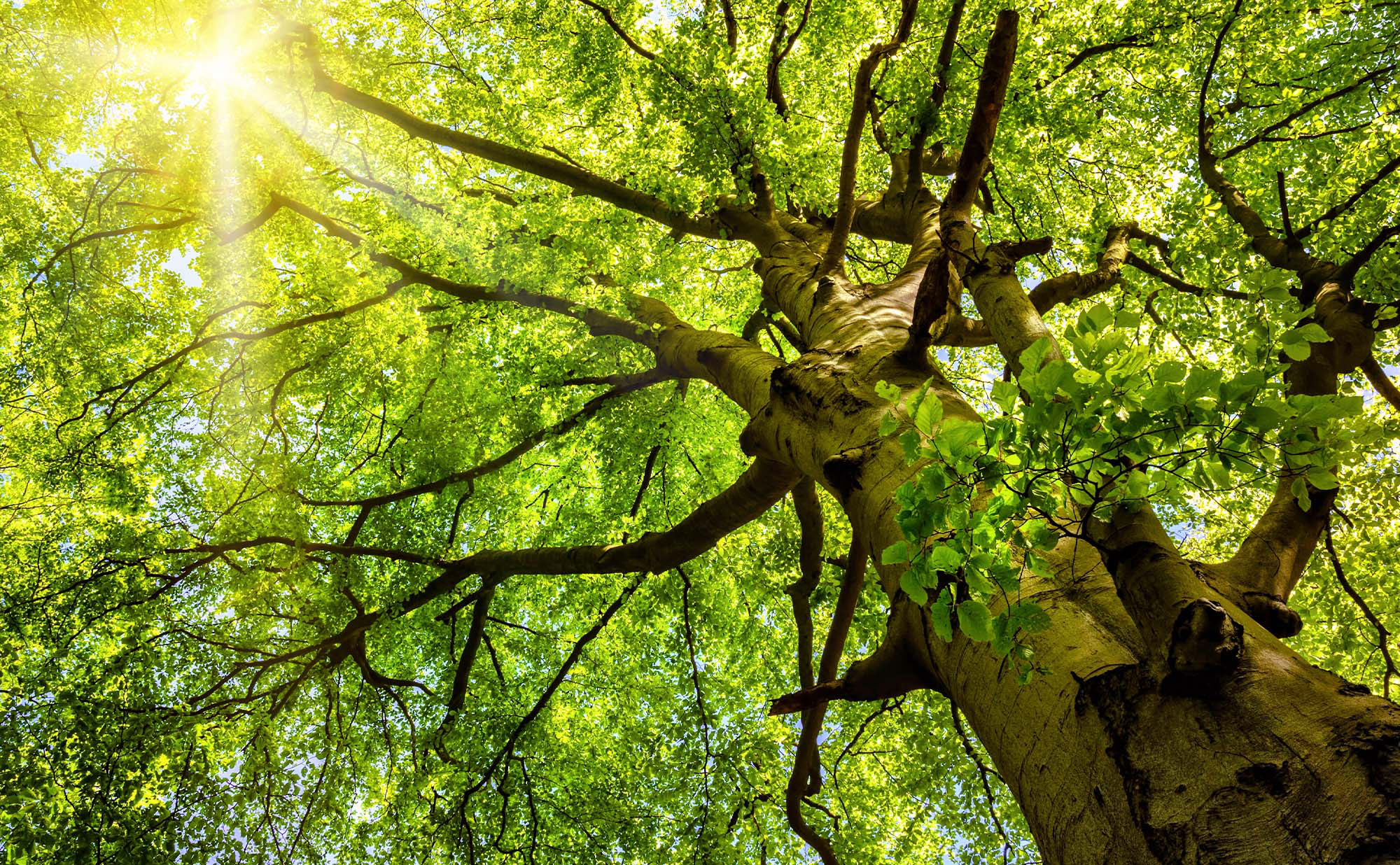 Support Your Tree’s Health