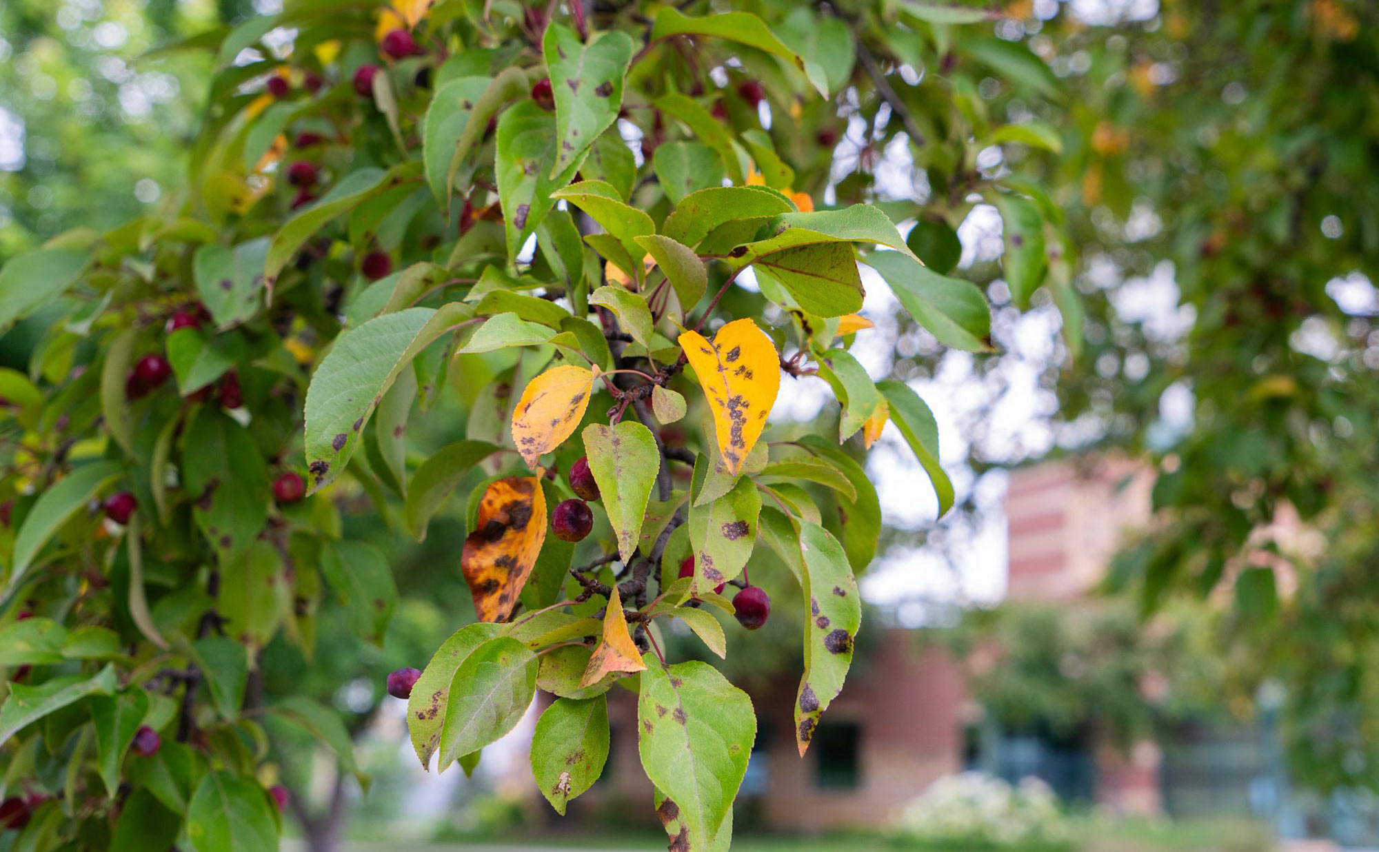 What Is Apple Scab?