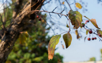 Apple Scab: How to Identify, Treat, and Prevent It