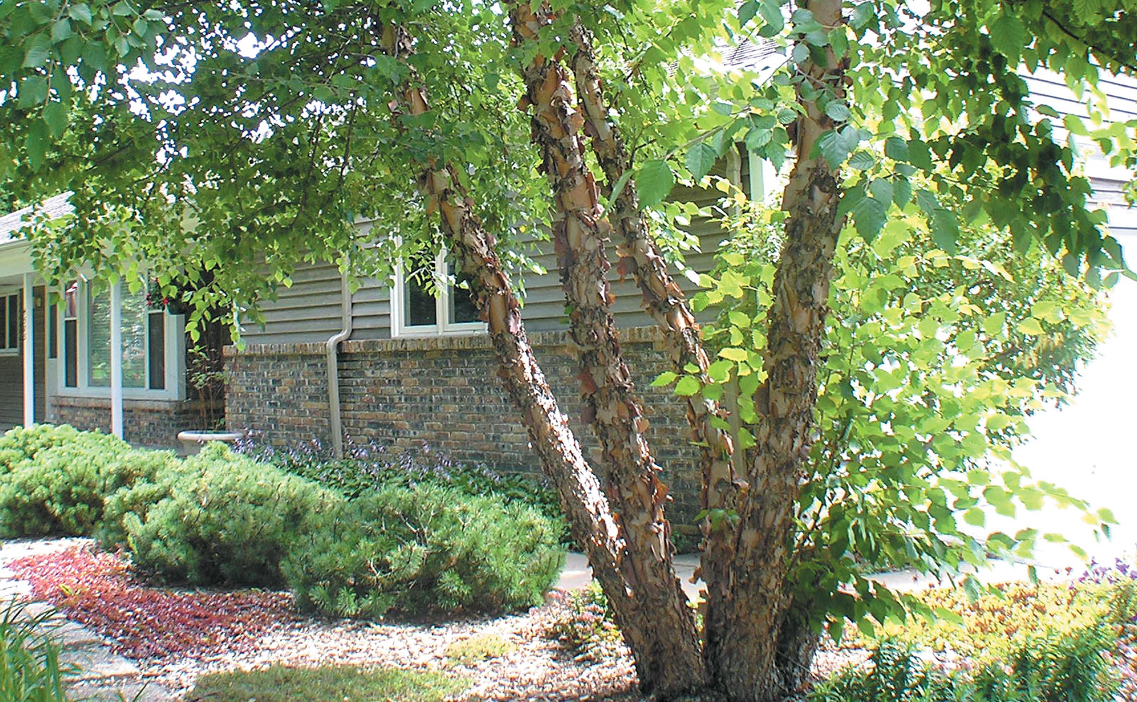 Why Birch Trees Matter