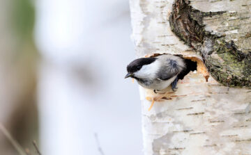 Birch Trees in Minnesota: Keystone Species That Anchor Our Northern Forests