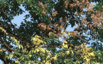 Dutch Elm Disease
