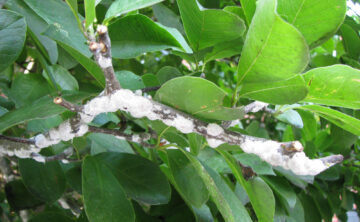 Magnolia Scale: Protecting Your Magnolias from Harmful Infestations