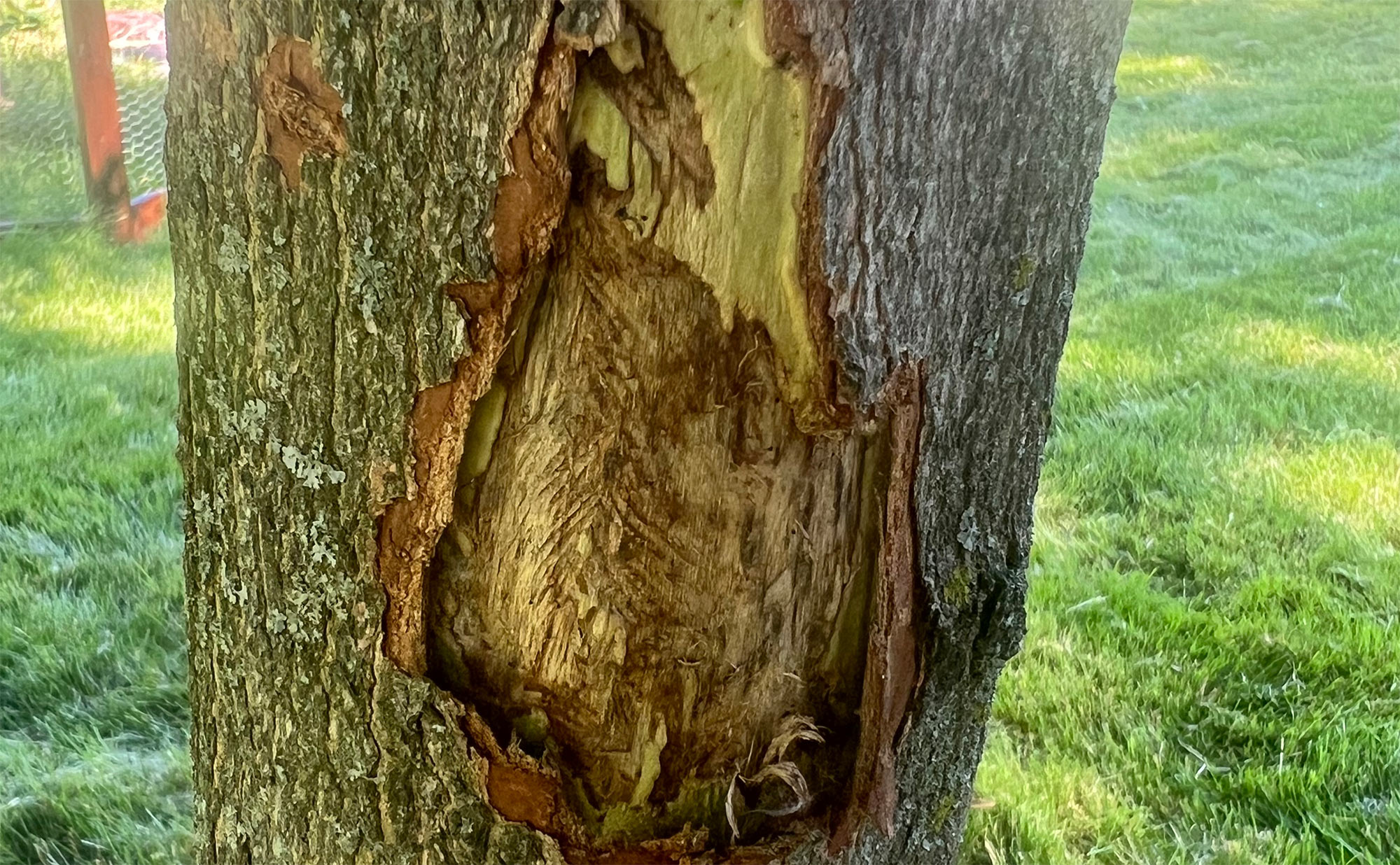 Signs a Tree Needs to Be Removed