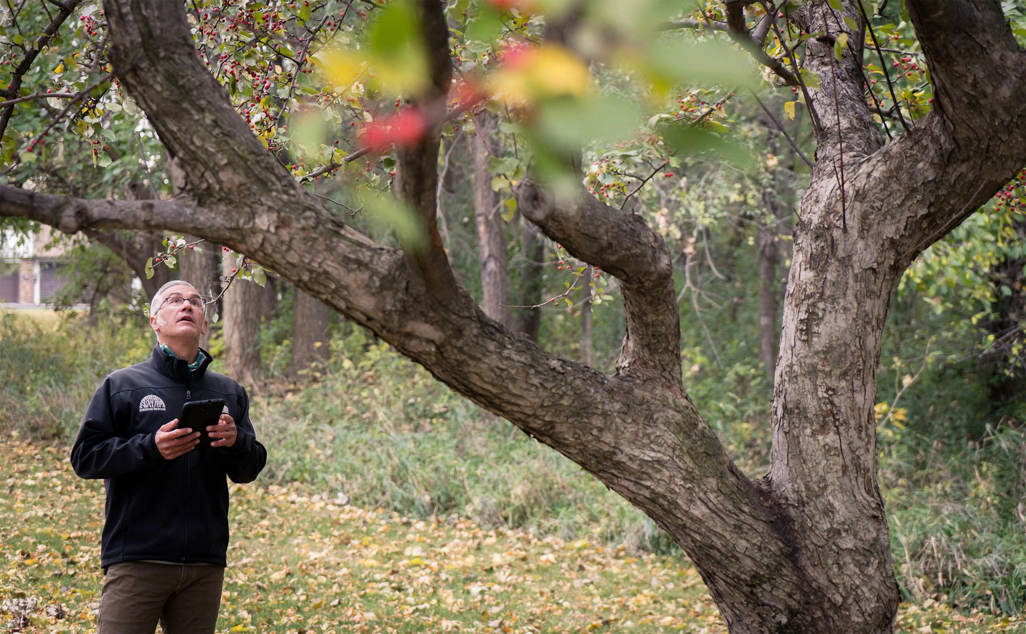 When to Call a Professional Arborist