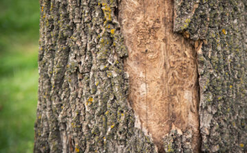 Tree Damage